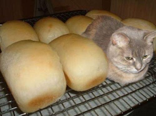 catloaf.png